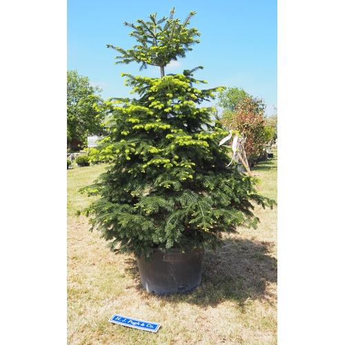 Lot 58        