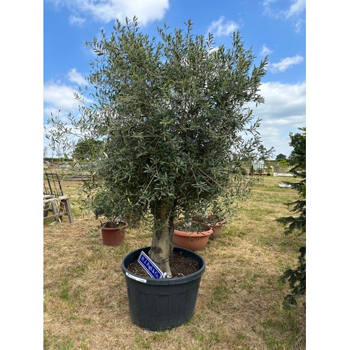Lot 60        