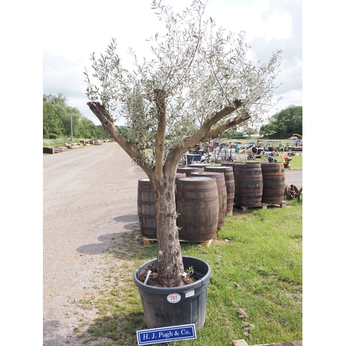 Lot 701       