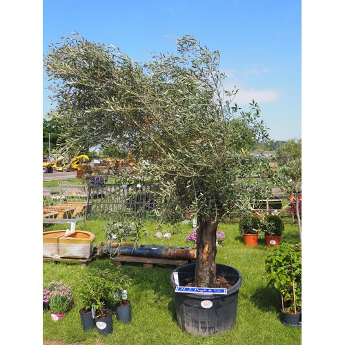Lot 754       