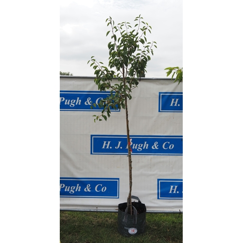 Lot 14        