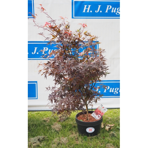 Lot 20        