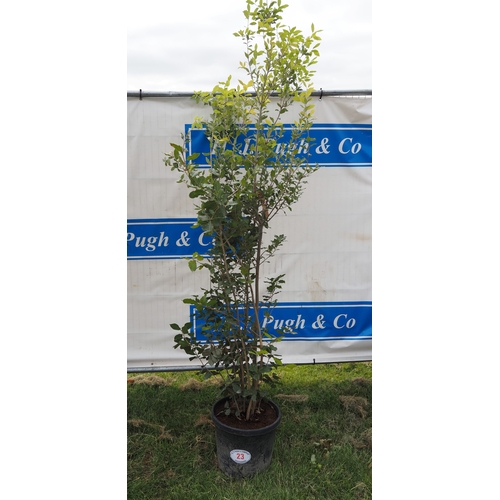 Lot 23        