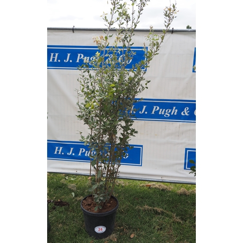 Lot 24        