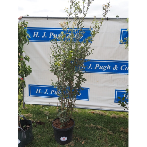 Lot 25        