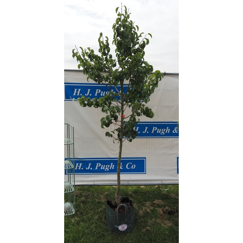 Lot 26        
