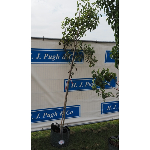 Lot 32        