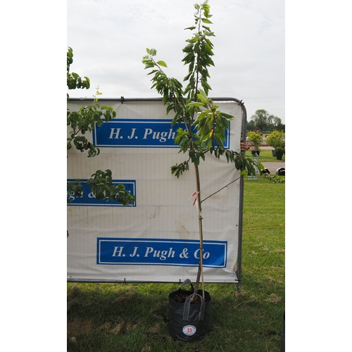 Lot 33        