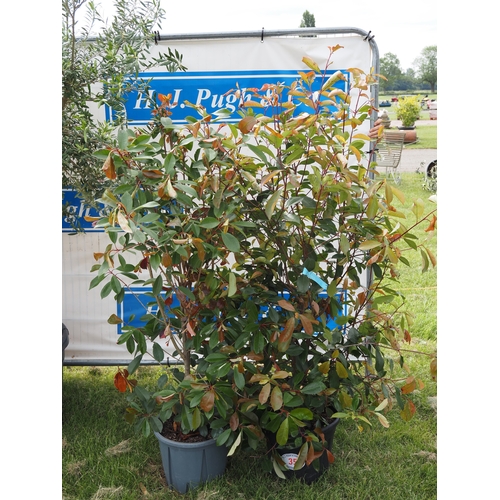 Lot 35        