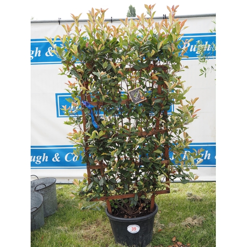 Lot 39        