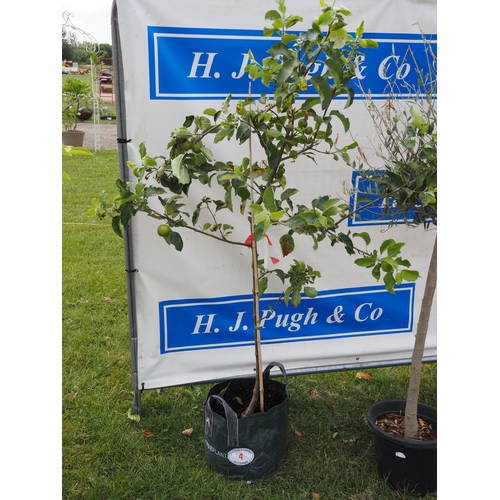 Lot 4         