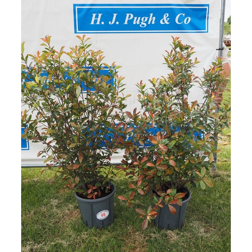 Lot 46        