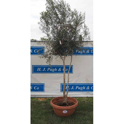Lot 48        