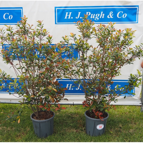 Lot 50        