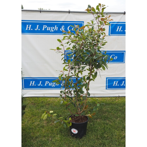 Lot 54        