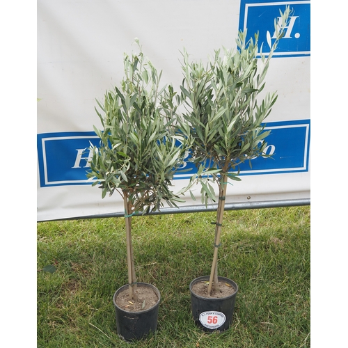 Lot 56        