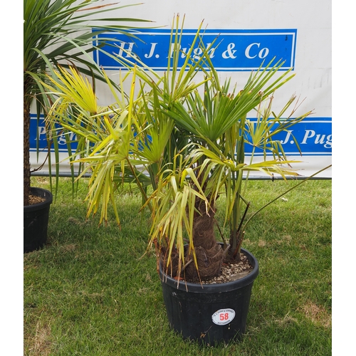 Lot 58        