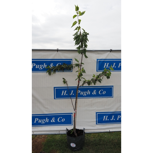 Lot 6         