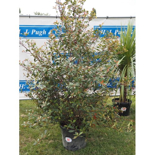Lot 60        