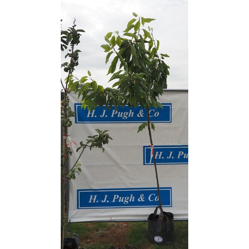 Lot 7         