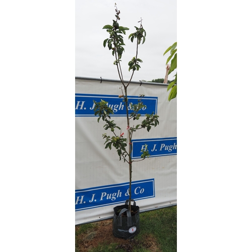 Lot 8         