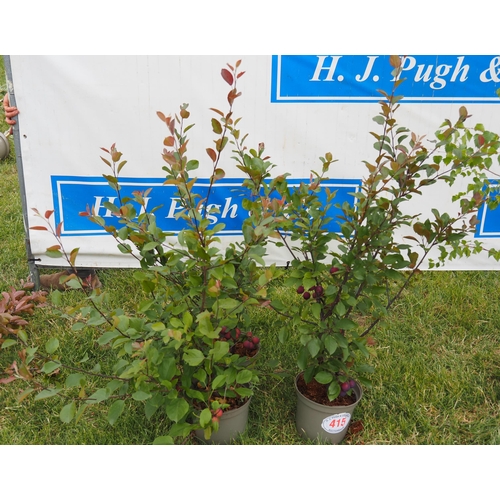 Malus Appletini 3ft - 4