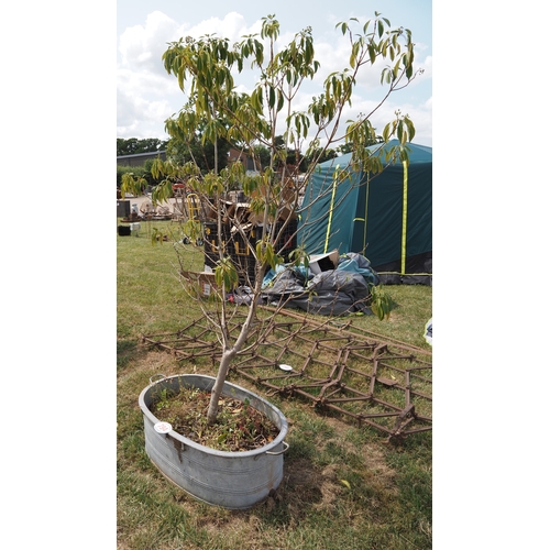 Lot 794       