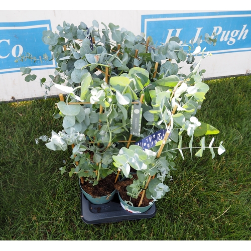 Lot 20        