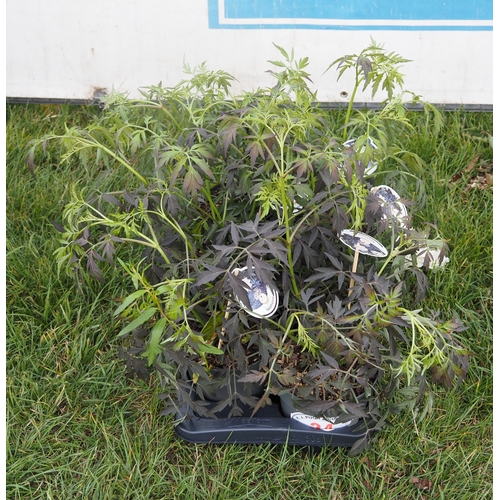 Lot 24        