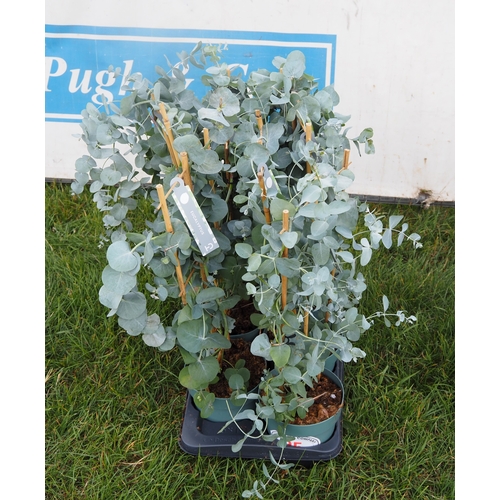 Lot 25        