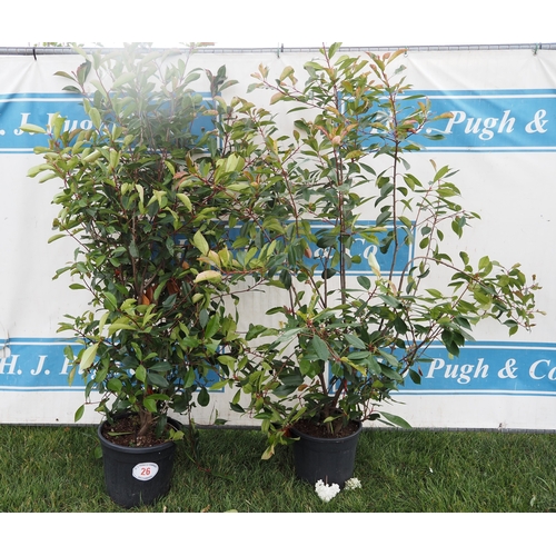 Lot 26        