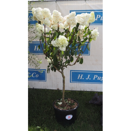 Lot 35        