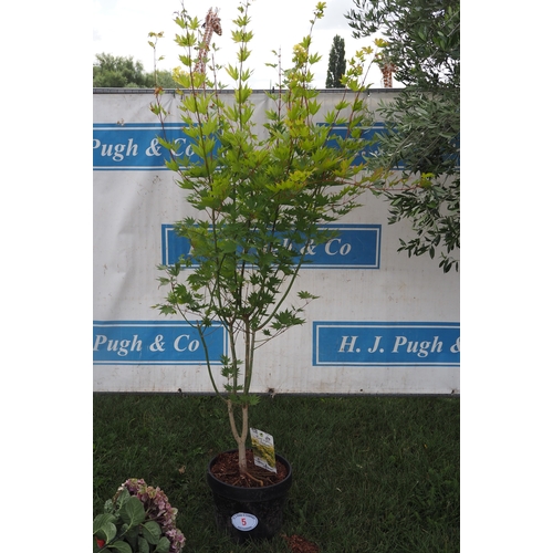 Lot 5         