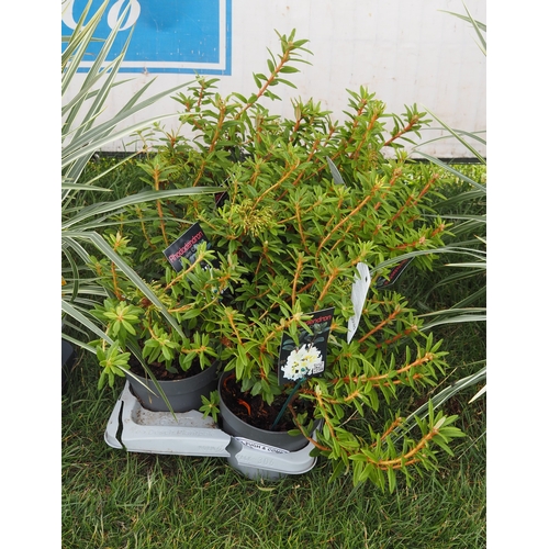 Lot 50        