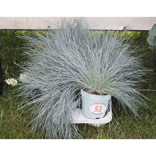 Lot 53        