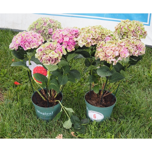 Lot 6         
