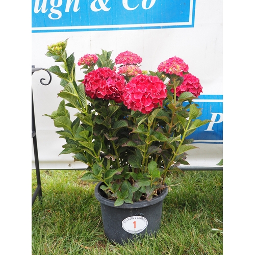 1 - Hydrangea 2ft - 1