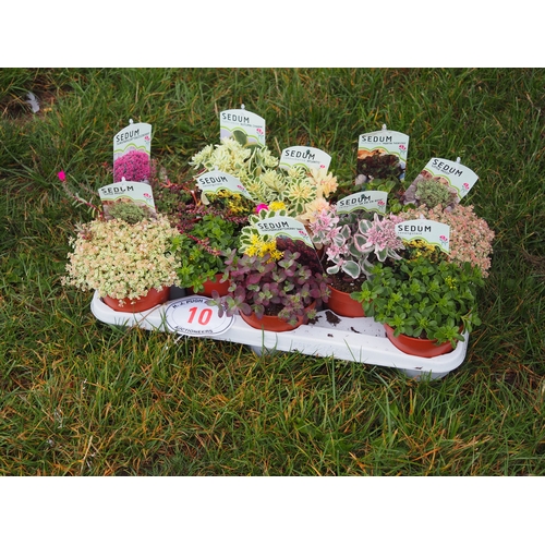 10 - Sedum mix - 10