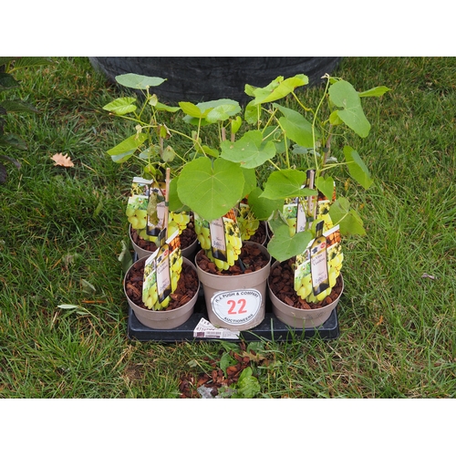 22 - Grape vines - 6