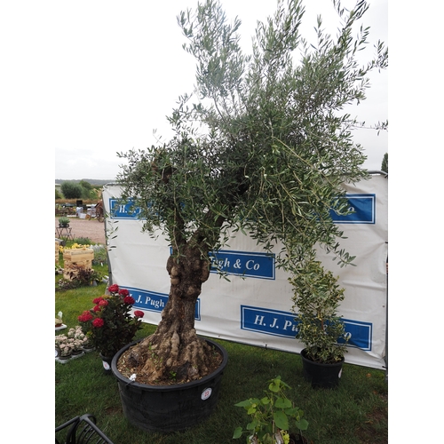 23 - Ancient olive tree 10ft - 1