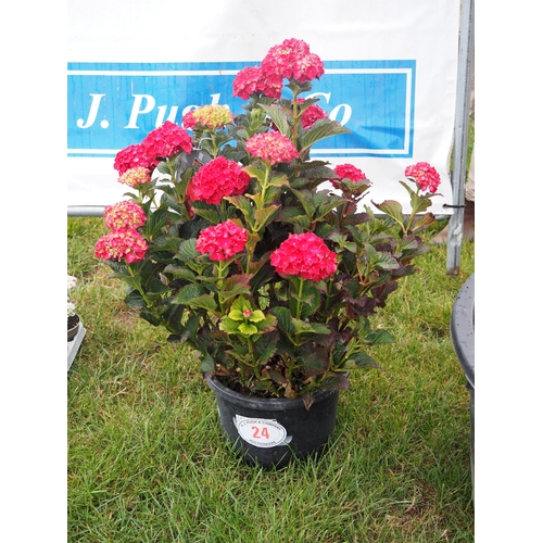 24 - Hydrangea - 1