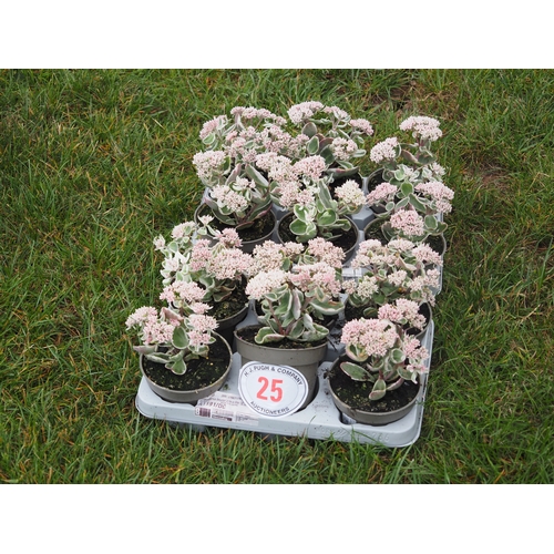 25 - Sedum - 12