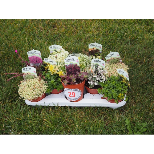 29 - Sedum mix - 10