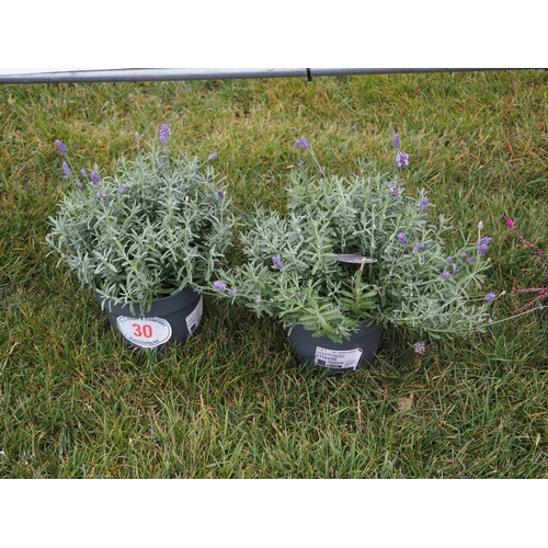 30 - Lavender - 2