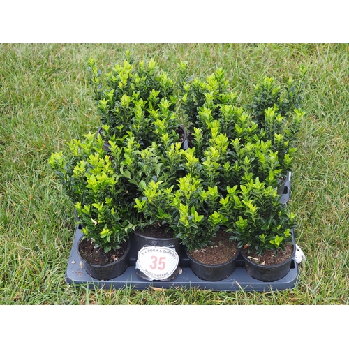 35 - Euonymus - 16