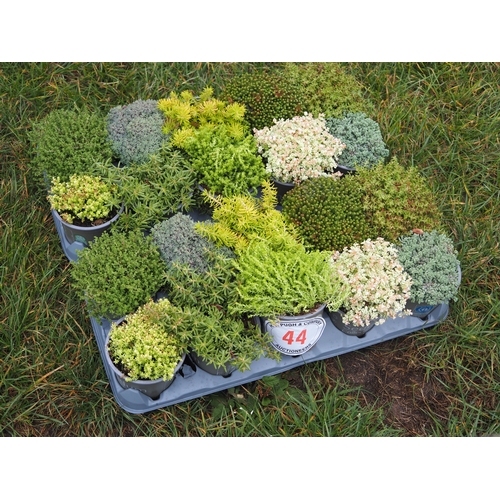 44 - Sedum mix - 20