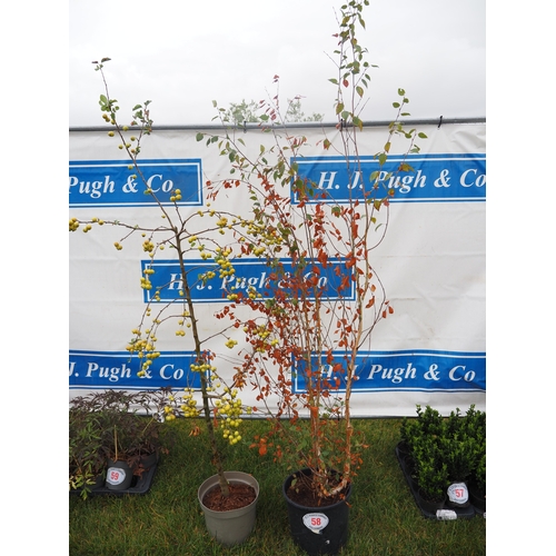 58 - Betula and crab apple