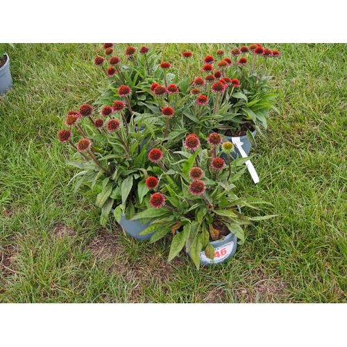 Echinacea - 5