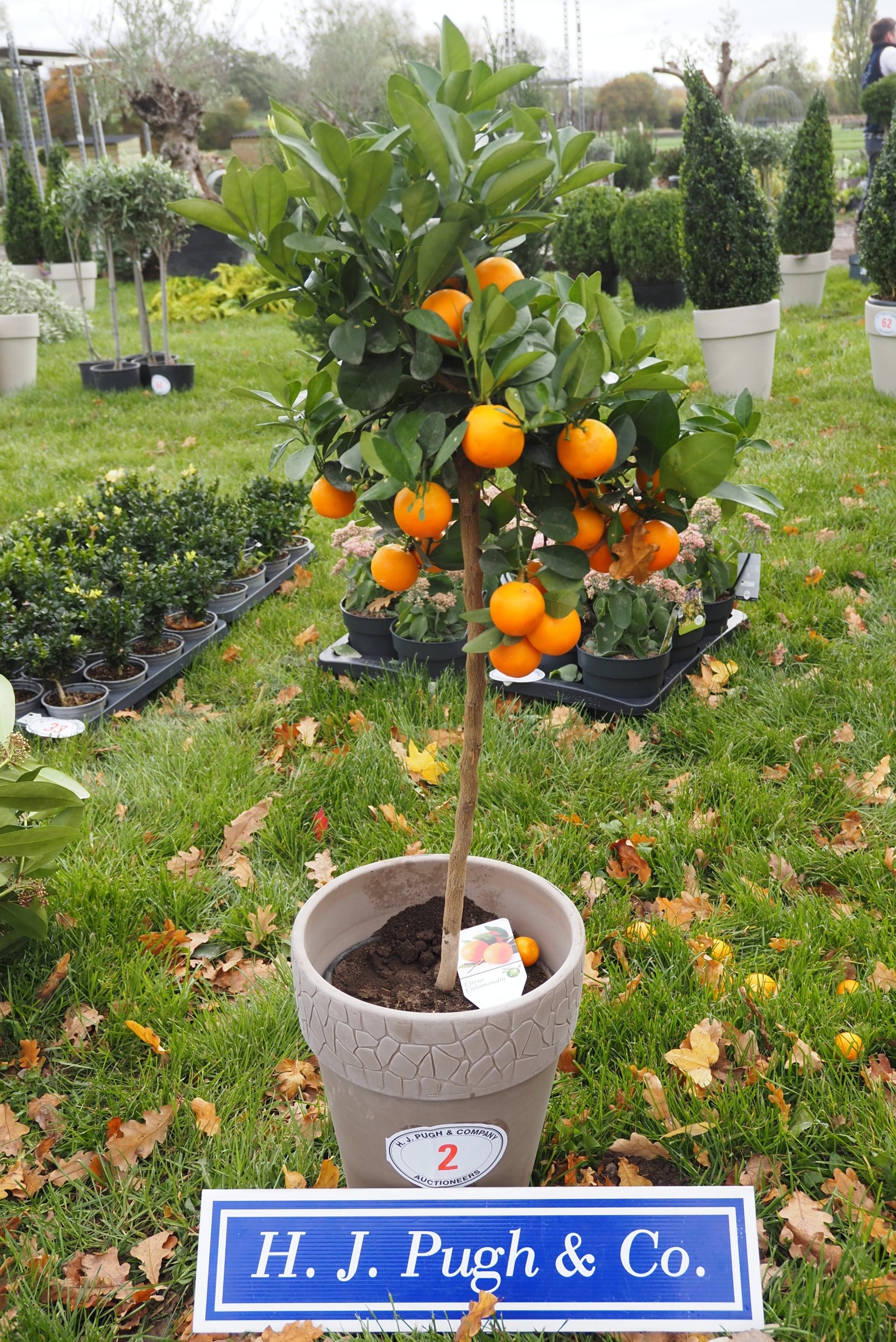 Calamondino tree in clay pot 2ft - 1