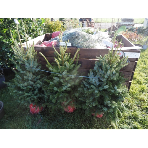 Premium pot grown Serbian Spruce trees - 37 + box